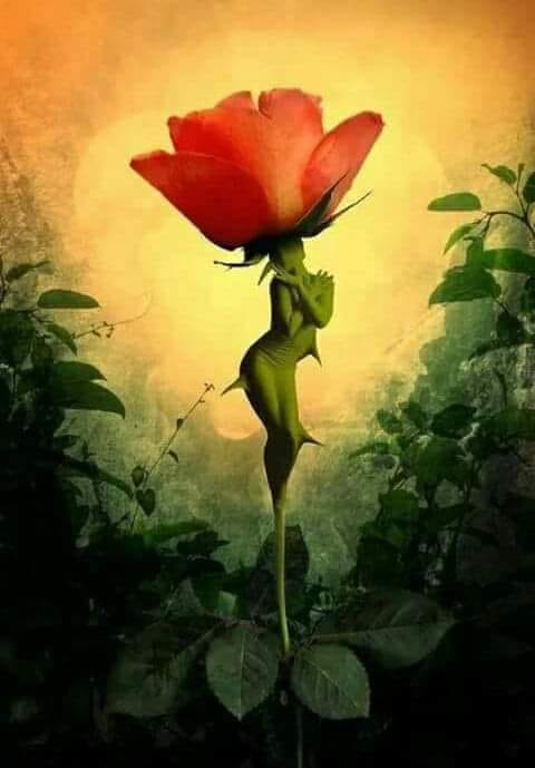 femme tige rose épines sensualité