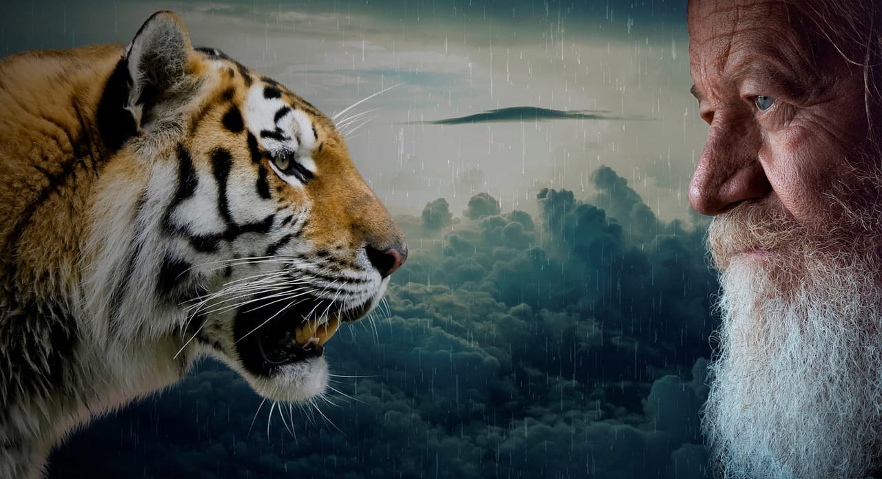 tigre et ancien et pluie Liz