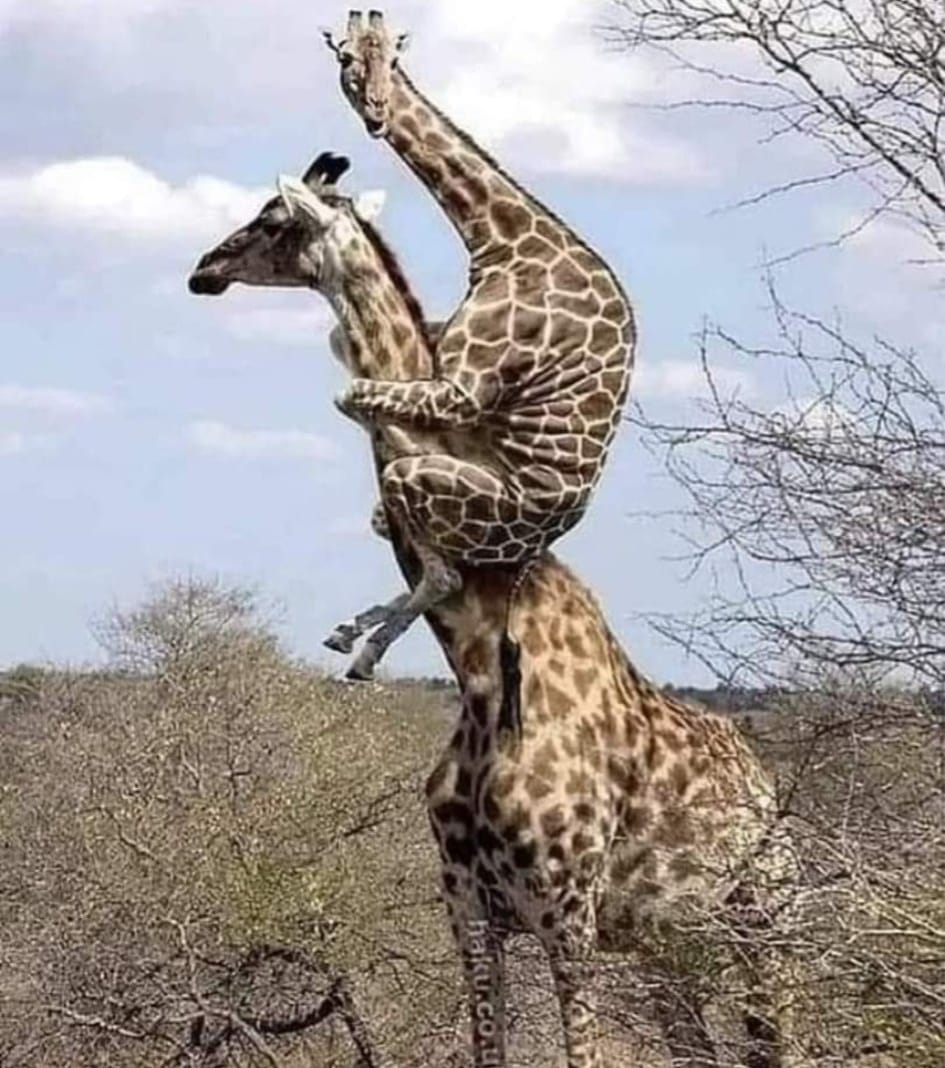 cou-monte-girafe-humour