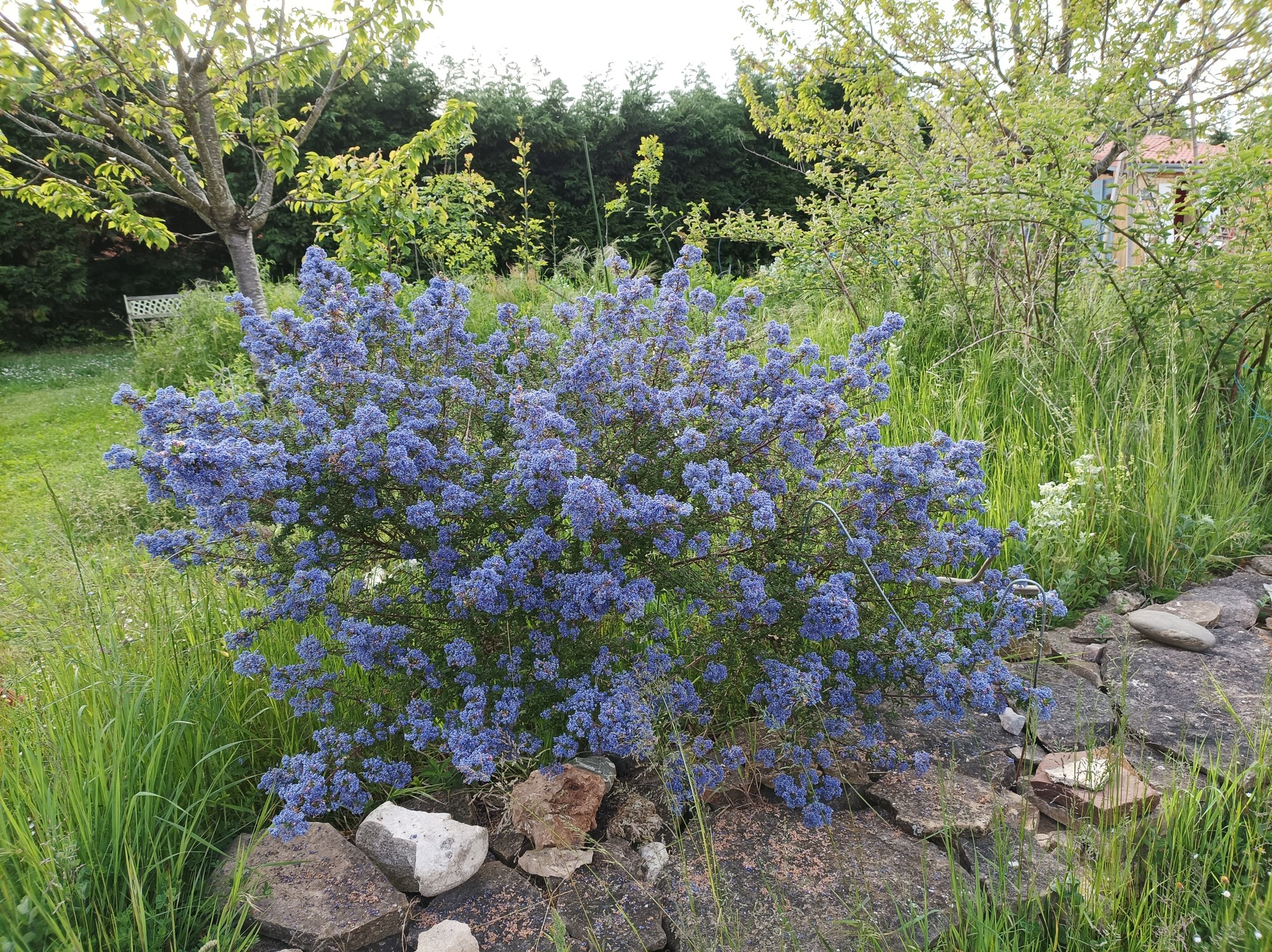 arbuste bleu devant tonnelle
