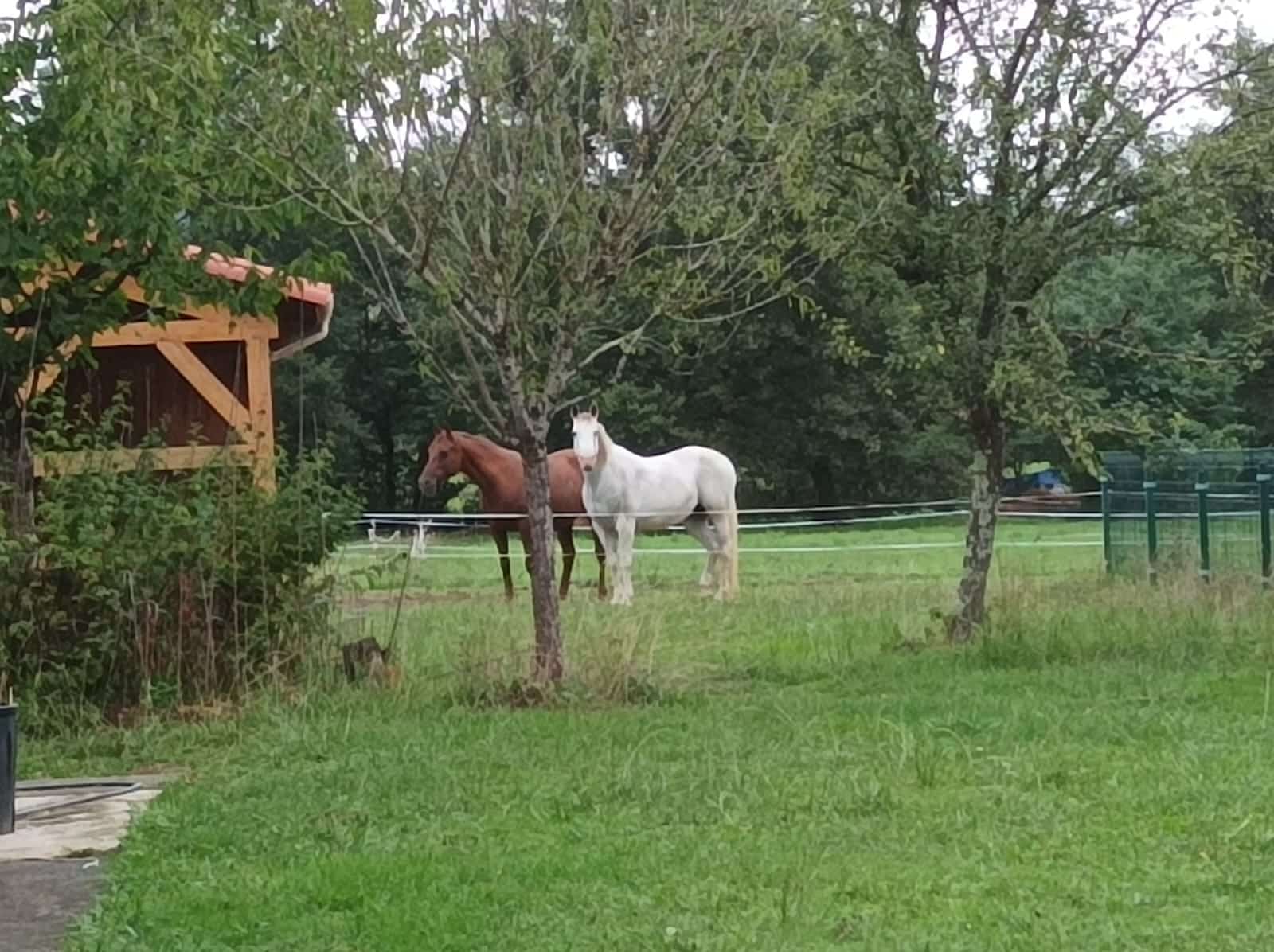 Nad’Or et Belle pré 2509