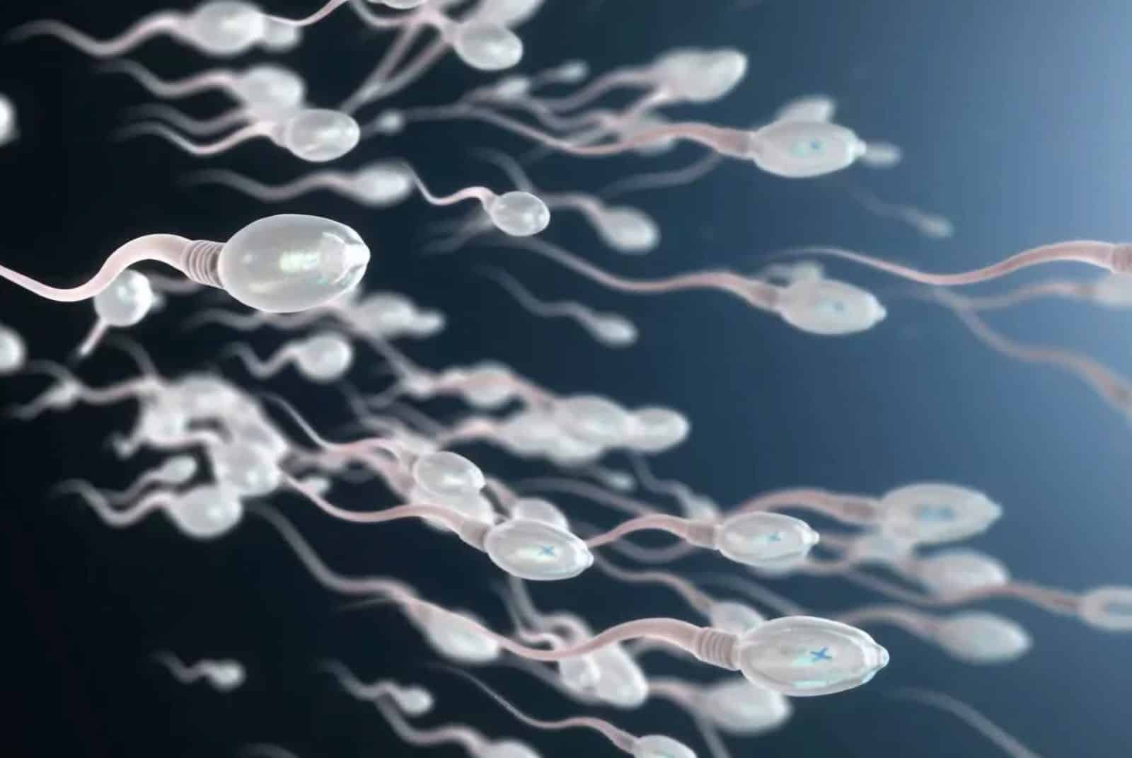 spermatozoïdes